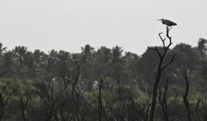 Why Coimbatore is planting bamboo around its lakes