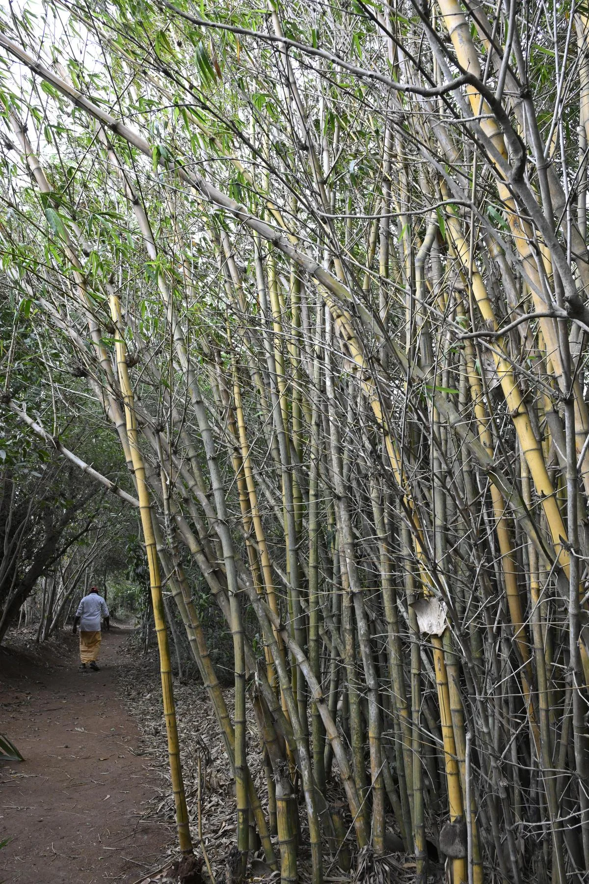 Why Coimbatore is planting bamboo around its lakes