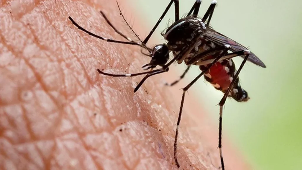 Spurt in chikungunya cases highlights need to check vector population
