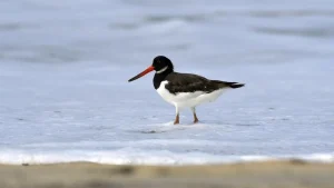 Why Kerala is witnessing a decline in winter migratory birds