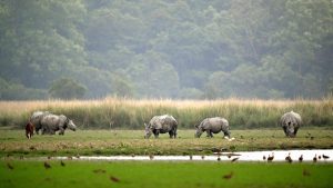 On March 3, 2022, the Central Empowered Committee (CEC) met the Chief Secretary and other Assam