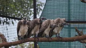 Assam records world's first-ever release of captive-bred slender-billed vultures
