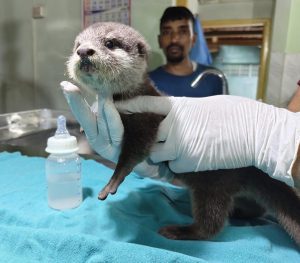 Assam’s Centre for Wildlife Rehabilitation and Conservation (CWRC), India’s first dedicated