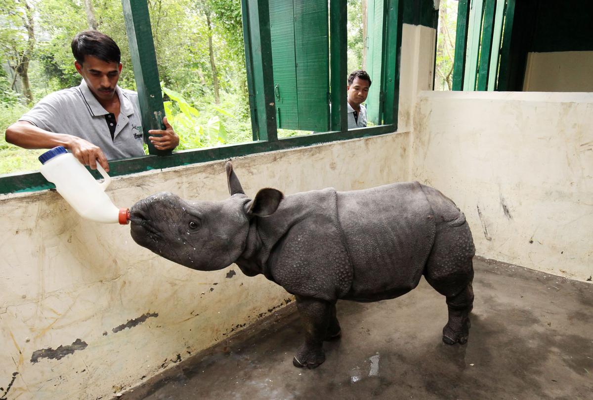 Assam’s Centre for Wildlife Rehabilitation and Conservation (CWRC), India’s first dedicated