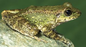 Three new cascade frog species discovered in northeast India; one named in honour of Kerala social worker