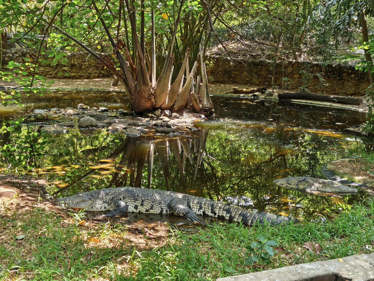 Zai Whitaker distinctly remembers Madras Crocodile Bank Trust ’s (MCBT) first-ever gharial