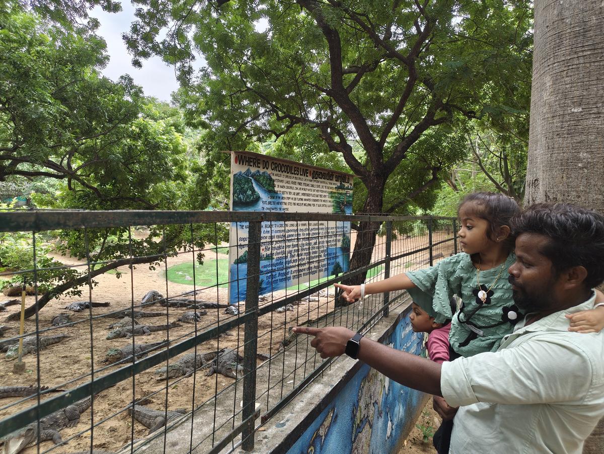 Zai Whitaker distinctly remembers Madras Crocodile Bank Trust ’s (MCBT) first-ever gharial