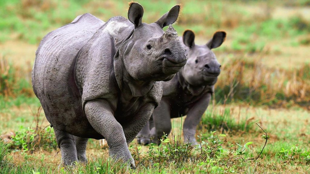 The Assam government recently announced plans to approach the Centre to shrink the Eco-Sensitive Zone