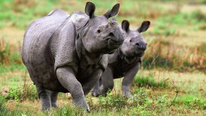 The Assam government recently announced plans to approach the Centre to shrink the Eco-Sensitive Zone