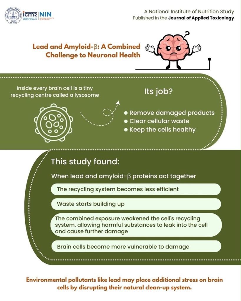 ICMR-National Institute of Nutrition (ICMR-NIN) scientists examined the effects of lead and amyloid-beta