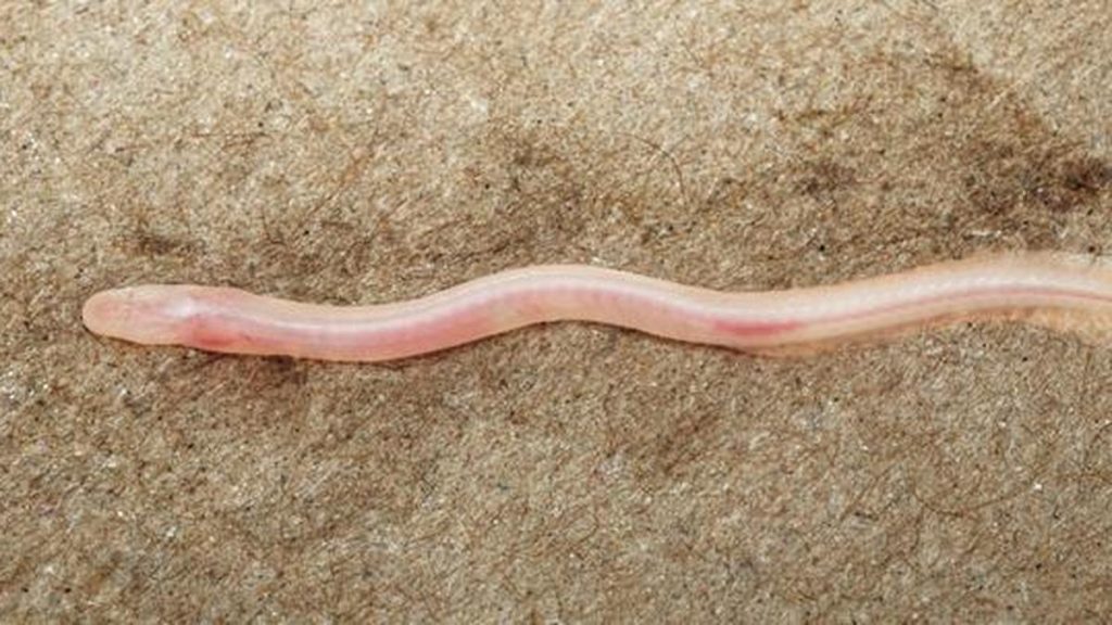 Scientists soon began studying this first recorded subterranean eel-like fish in the Gangetic