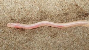 Scientists soon began studying this first recorded subterranean eel-like fish in the Gangetic