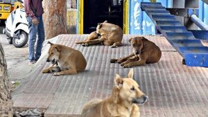 The study added that sterilisation, shelters, fencing or removals cannot succeed when urban landscapes