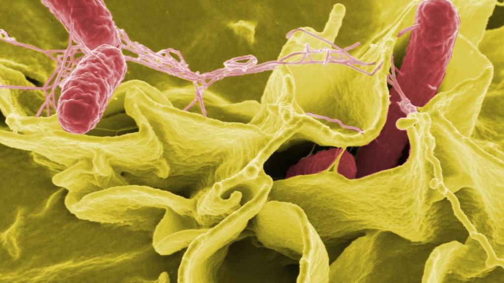 Typhoid also remains a major health burden in India