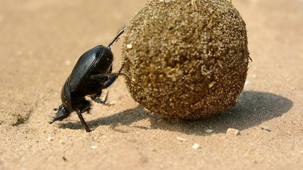 Reputedly, male dung beetles have rolled dung balls a thousand-times heavier than their own