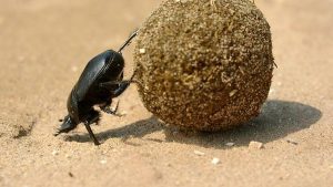 Reputedly, male dung beetles have rolled dung balls a thousand-times heavier than their own