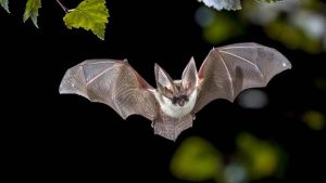 Environment and wildlife briefing: Why bats do not fall ill from the viruses they spread