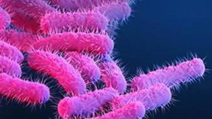 Shigellosis has surfaced again in Keralam, with a three-year-old child from Kottukal