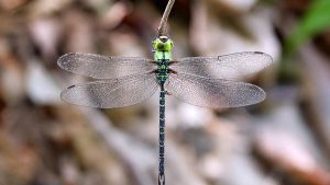 GUWAHATI The first verifiable photographic evidence of the spoon-tailed duskhawker Gynacantha