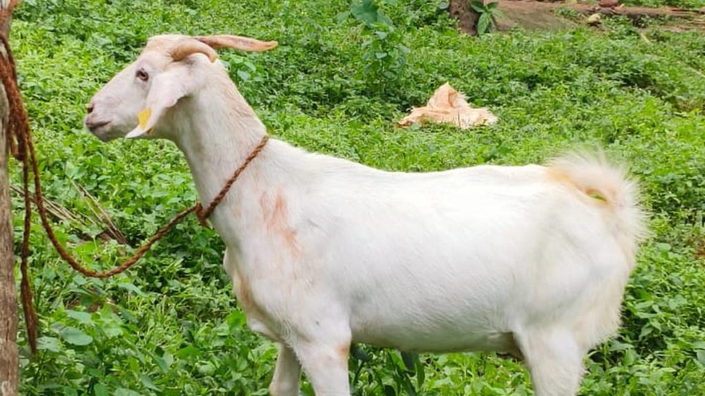 Ancient spice route may have shaped Keralam's Malabari goat's genetic legacy, study shows