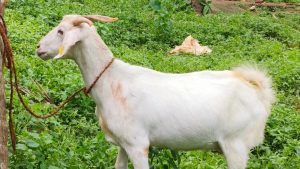 Ancient spice route may have shaped Keralam's Malabari goat's genetic legacy, study shows