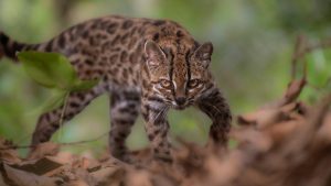 Researchers used genetic data to confirm that the cat is a new species, and gave it
