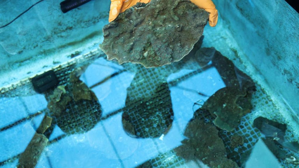 a soft-coral threat — Slumping
