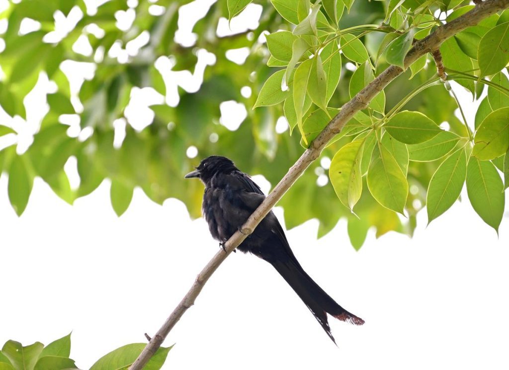 Since 2015, birdwatchers across Keralam have been recording wild birds, which culminated