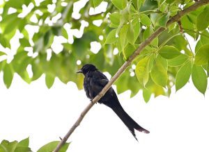 Since 2015, birdwatchers across Keralam have been recording wild birds, which culminated