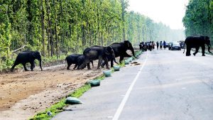 Three people killed in as many conflicts with elephants in Assam