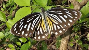 Rare butterfly sighted in Tamil Nadu's Villupuram