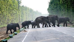 Supreme Court panel urged to halt transfer of Assam elephants to Tamil Nadu