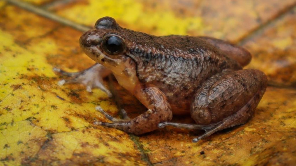 Mizoram has yielded two new-to-science species of frogs, one of which was hiding in plain sight
