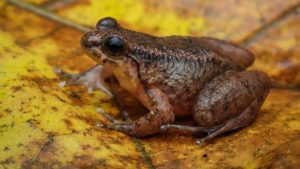 Mizoram has yielded two new-to-science species of frogs, one of which was hiding in plain sight