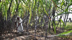A global Centre of Excellence to come up in Coimbatore for research on sugarcane