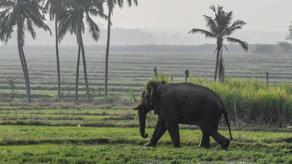 Chinna Thambi’s mahout offered him large balls of ragi from outside
