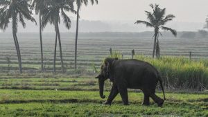 Chinna Thambi’s mahout offered him large balls of ragi from outside