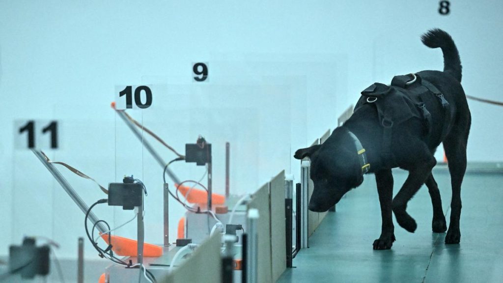When rescue dog Chloe is not tumbling across the grass on a farm outside India's tech capital