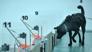 When rescue dog Chloe is not tumbling across the grass on a farm outside India's tech capital