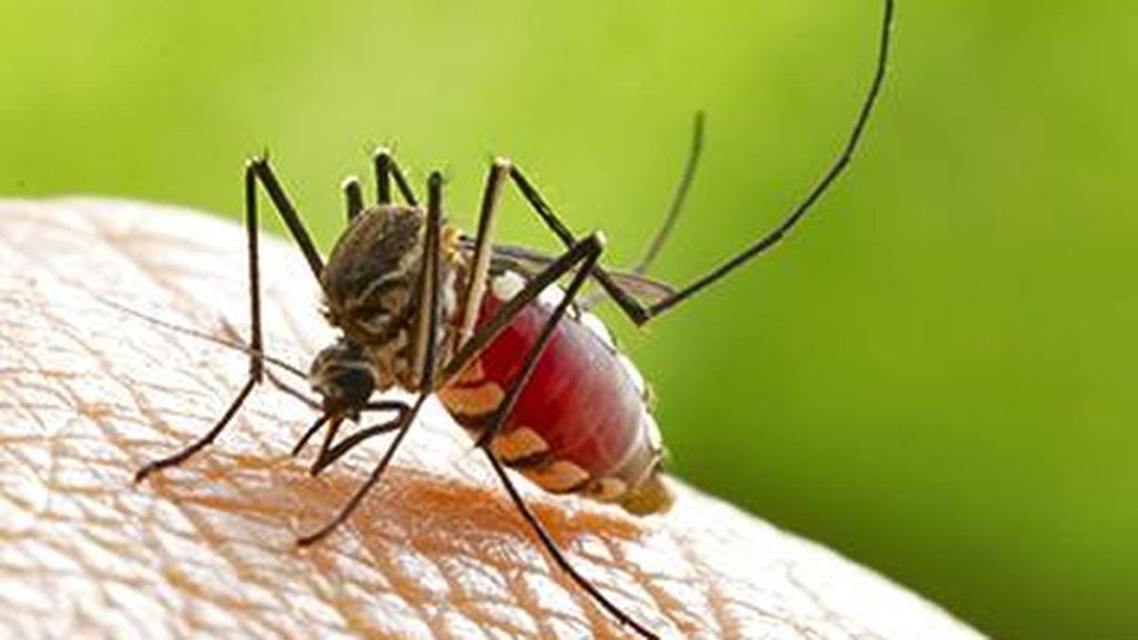 It said that this year, the spread of dengue was neither unusual nor occurring at an alarming