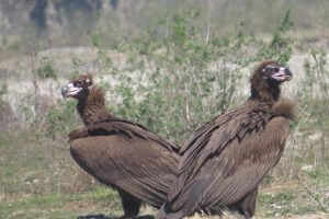 For vultures near Dehradun, 2.4 km separates survival from electrocution