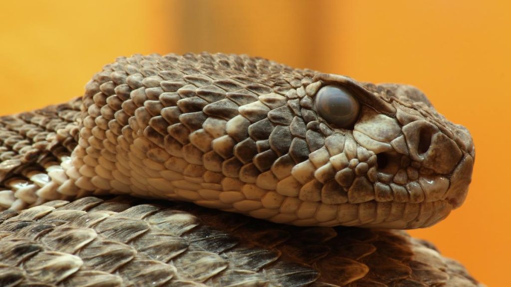 atrox venom, the team tried them against the eastern diamondback rattlesnake Crotalus