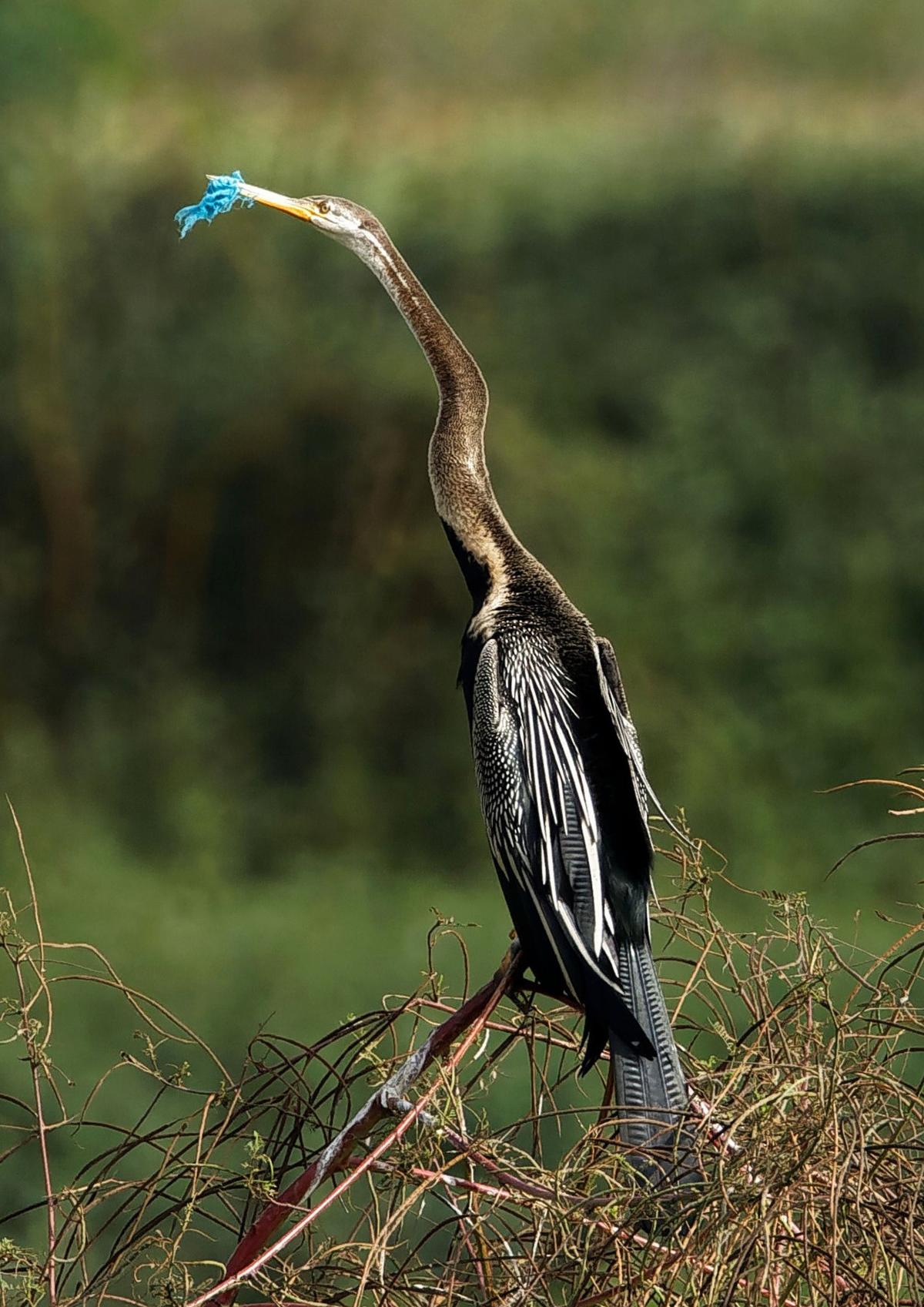 Garbage dumping in Bengaluru's lakes turns fatal for Indian darters