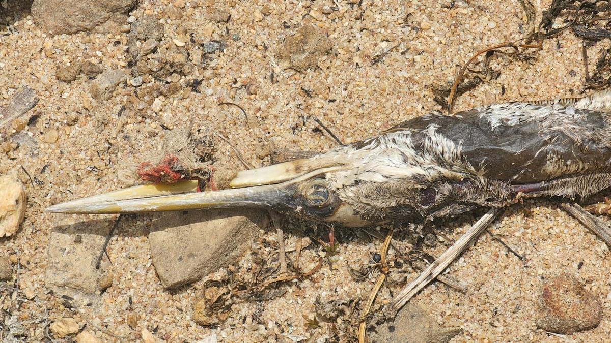 Garbage dumping in Bengaluru's lakes turns fatal for Indian darters