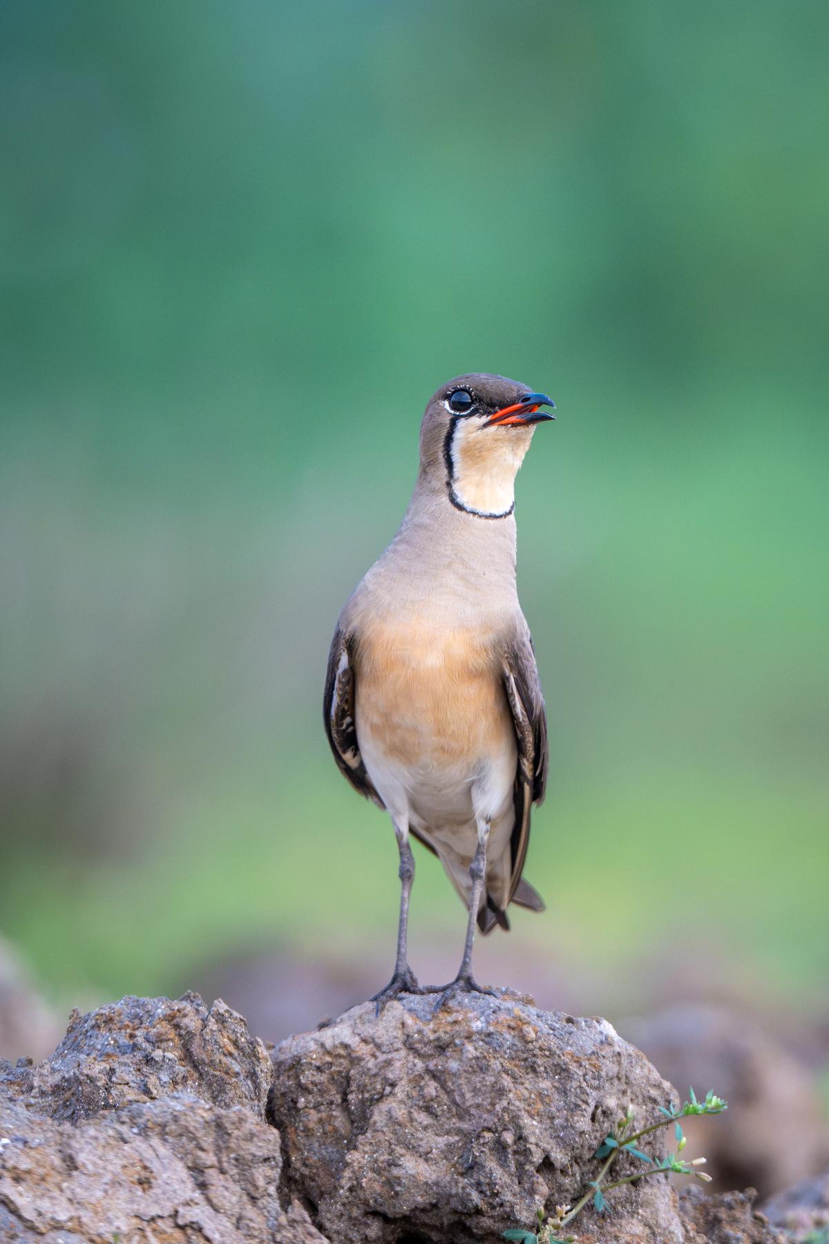 Photography exhibition by Induchoodan Foundation showcases the birds of Keralam