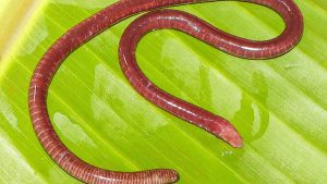 Scientists have discovered a new species of subterranean, legless amphibian — commonly known as