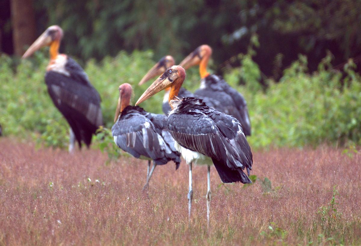 Noted conservationist and ornithologist Asad Rahmani’s latest book, Where Have the Birds Gone?