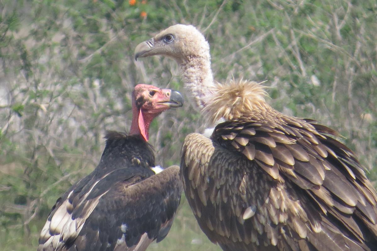 For vultures near Dehradun, 2.4 km separates survival from electrocution