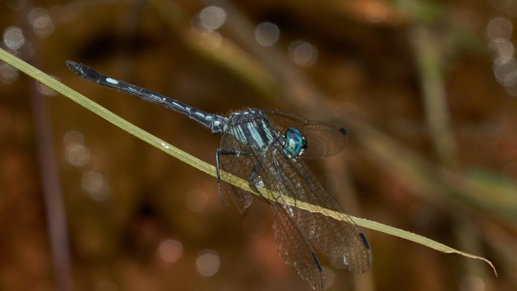 we also continue to unearth new facets of what makes them unique While looking to dragonflies