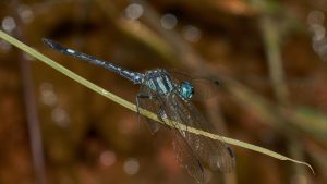 we also continue to unearth new facets of what makes them unique While looking to dragonflies